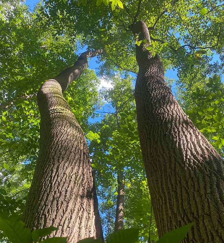 large trunks of tall trees