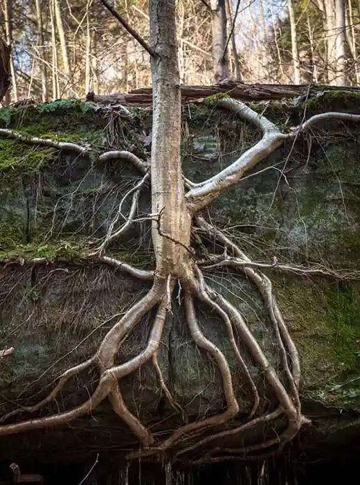 tree roots