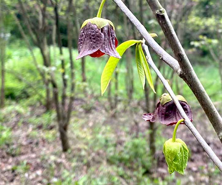 Tree Identification