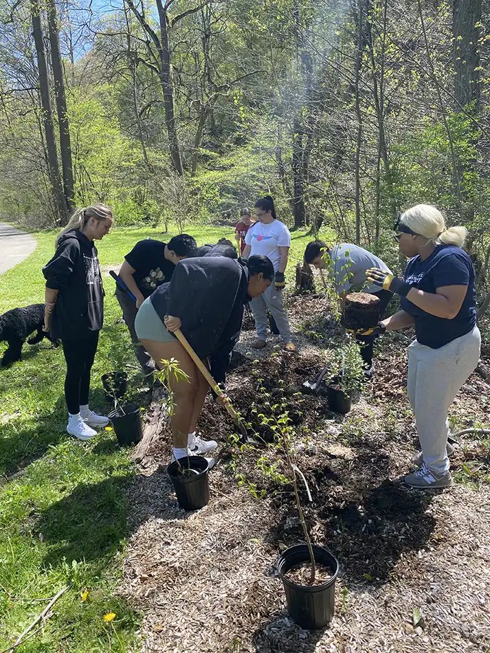 Students digging and planting trees