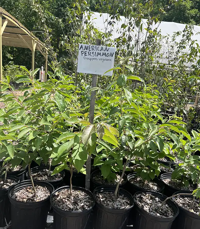 American persimmon plant