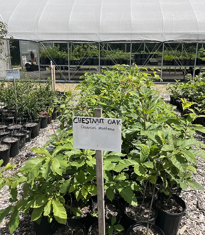Chestnut Oak plants