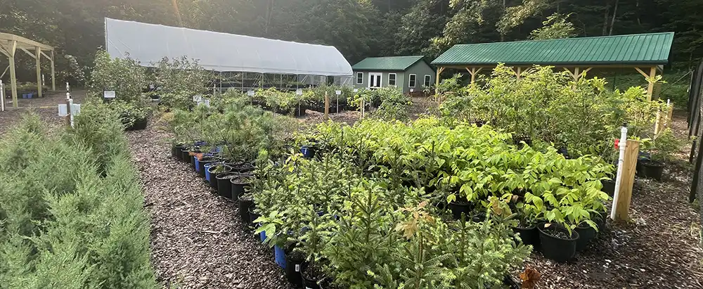 Nursery plant sale at Reforest Our Future Nursery