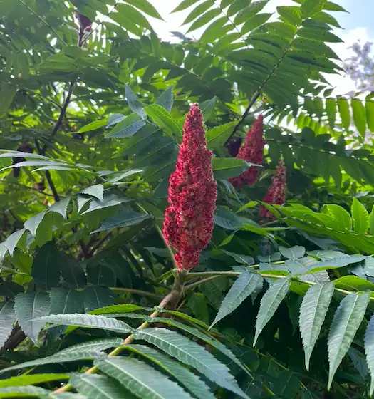 leafy tree with red flower