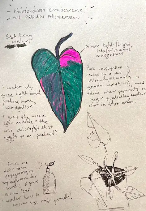 Philodendron drawing