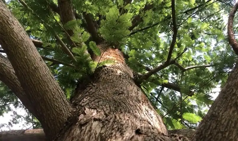 Looking up at tree trunk