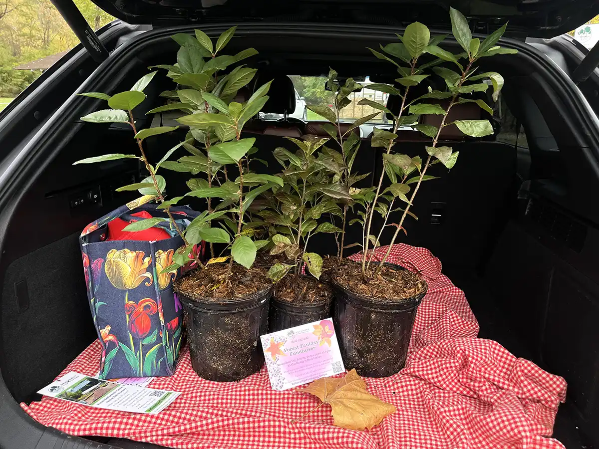 Plants in car trunk