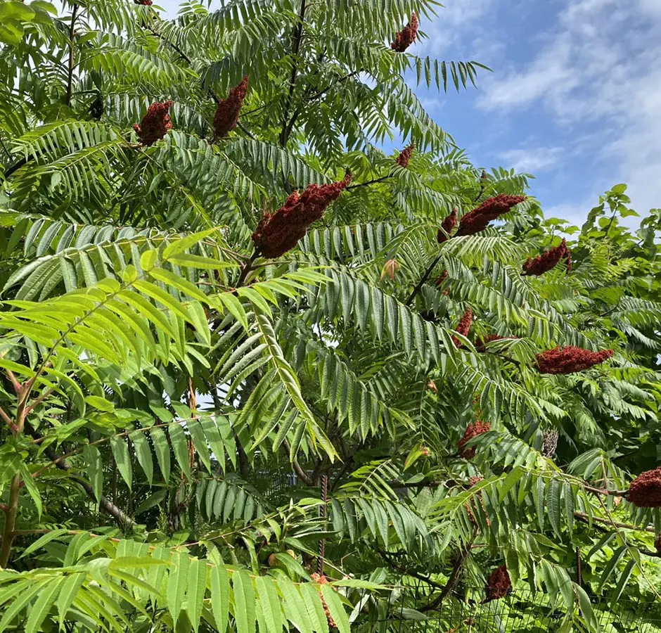 close up of tree leaves