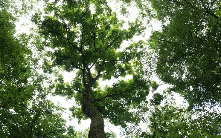 Tree Id, view of tree