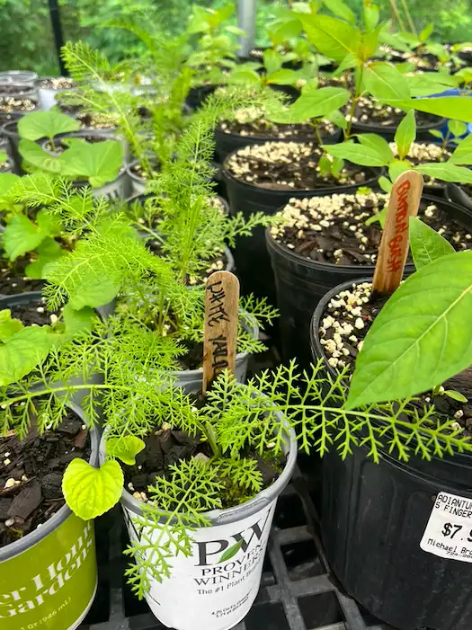 Close up of plant seedlings